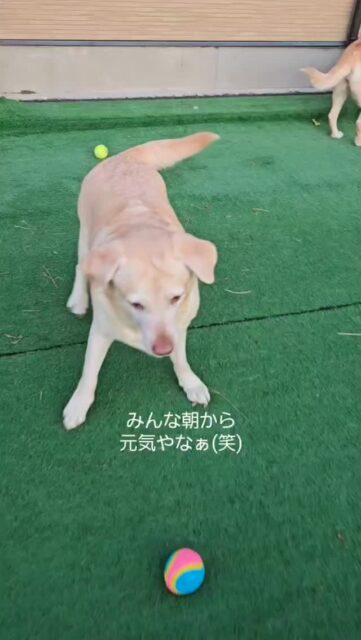 #そらうみハウス
#ラブラドール軍団
#イエローラブ女の子 
#黒ラブ女の子