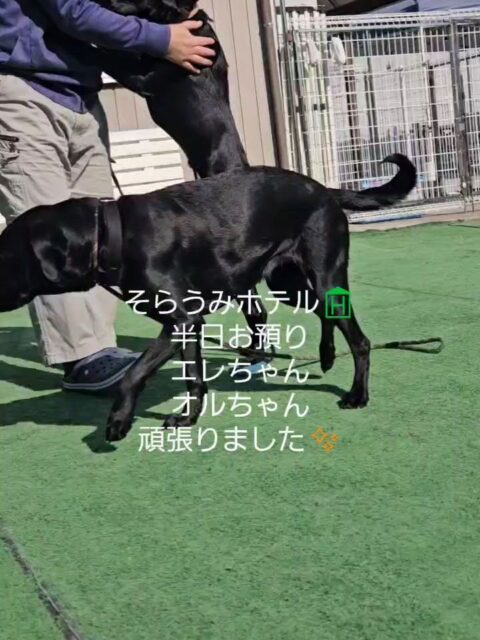 そらうみホテル🏨
今回のわんちゃんは
ラブラドールレトリバーの
仲良し姉妹🎀🎀
エレお姉ちゃんと
妹のオルちゃん  来週1泊予定の為
練習で半日遊びに来てくれました🏨  2人とも初めての場所で緊張してましたが
お外で遊んで少し解れたかなぁ～🎵  来週お泊まり頑張ろうね👍️
待ってるよ～♡  #そらうみペットホテル🏨 
#ラブラドール黒ラブ女の子 
#黒ラブ姉妹 
#頑張りました✨